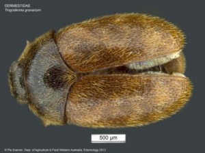 Khapra Beetle Image