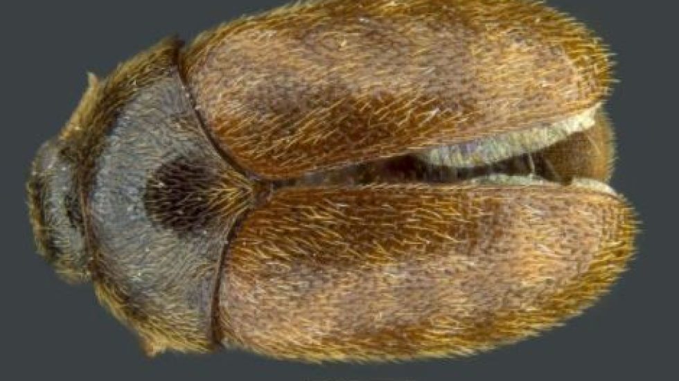 2020-08-28-13_47_16-Khapra-beetle-declared-pest-_-Agriculture-and-Food